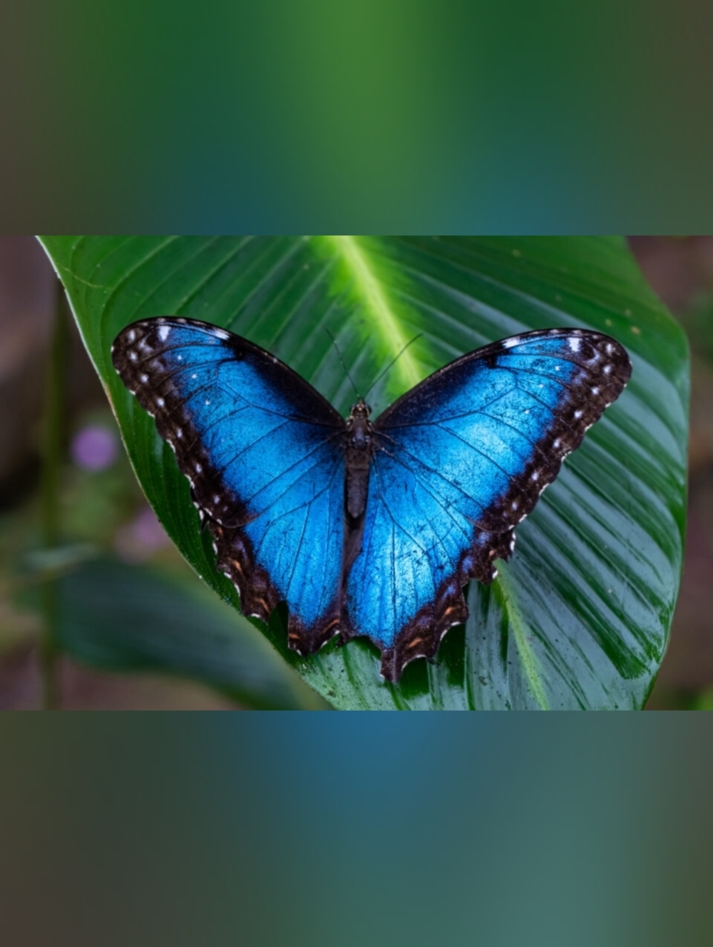Large Custom Fridge Magnet Blue Butterfly Home Kitchen Decor